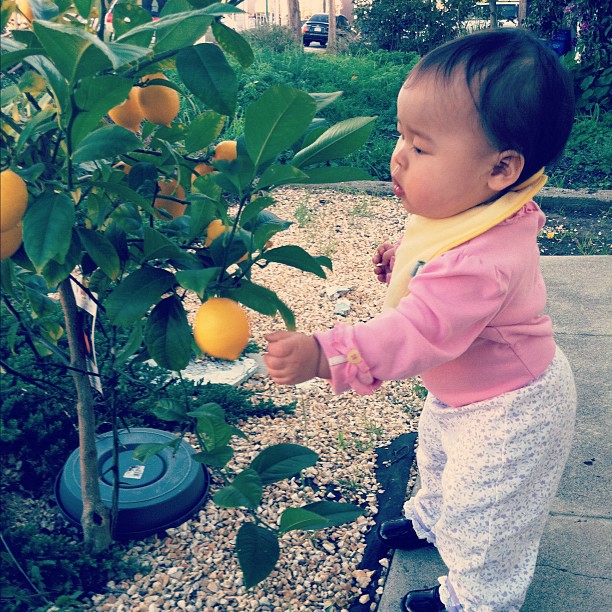 Mio and the lemon tree
